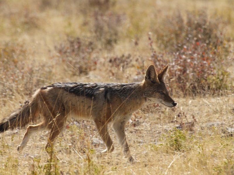 Etosha National Park, Jackal